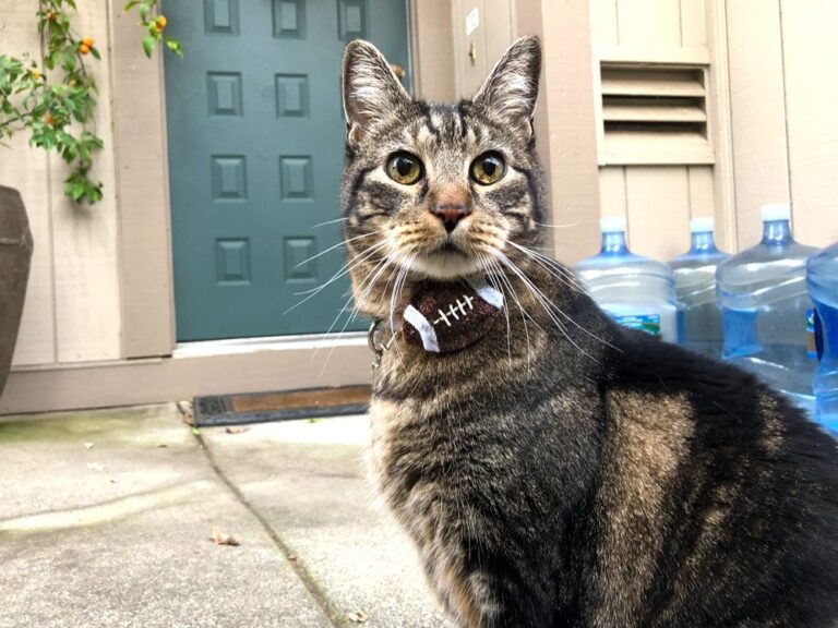 Domingos com Tabs the Cat, Makeup and Beauty Blog Mascot, vol. 850