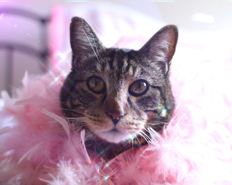 Domingos com Tabs the Cat, Makeup and Beauty Blog Mascot, vol. 851