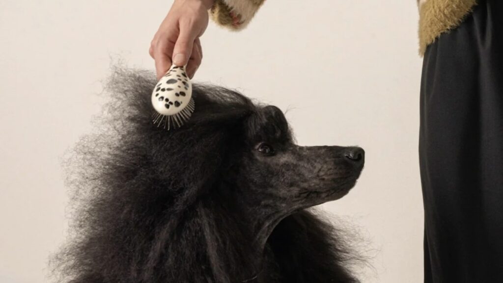 Finalmente, meu cachorro e eu temos escovas de cabelo combinando