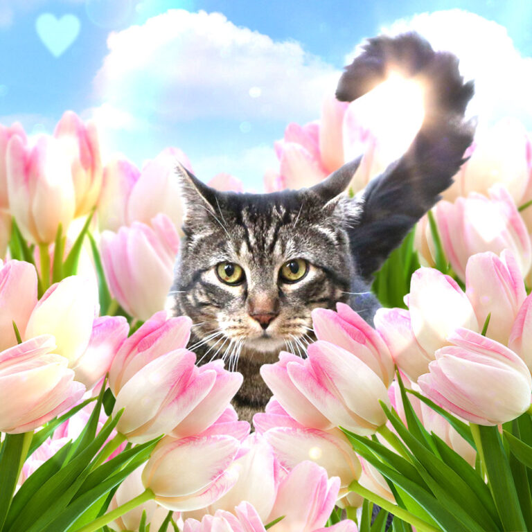Selecione aos domingos com as guias o gato, maquiagem e beleza Mascot, vol. 852