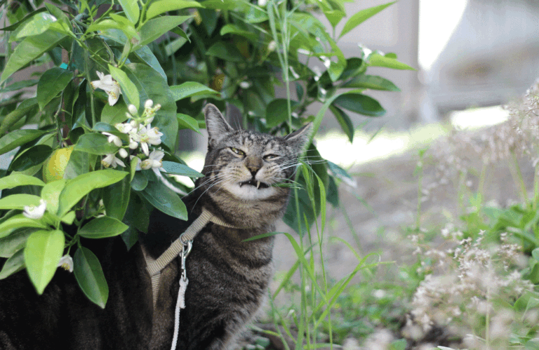 Domingos com Tabs the Cat, Makeup and Beauty Blog Mascot, vol. 859