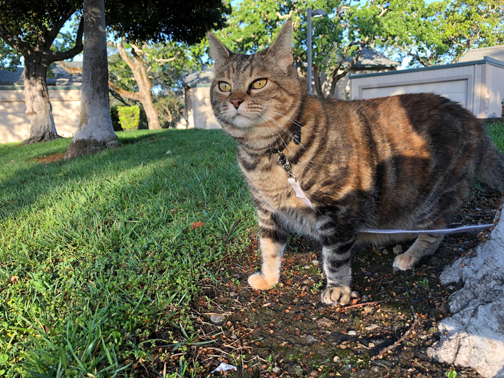 Domingos com Tabs the Cat, Makeup and Beauty Blog Mascot, vol. 864