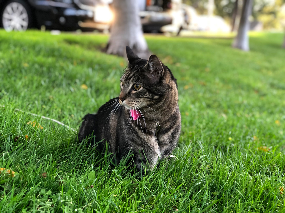 Domingos com Tabs the Cat, Makeup and Beauty Blog Mascot, vol. 863