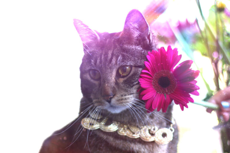 Selecione aos domingos com as guias o gato, maquiagem e beleza Mascot, vol. 865