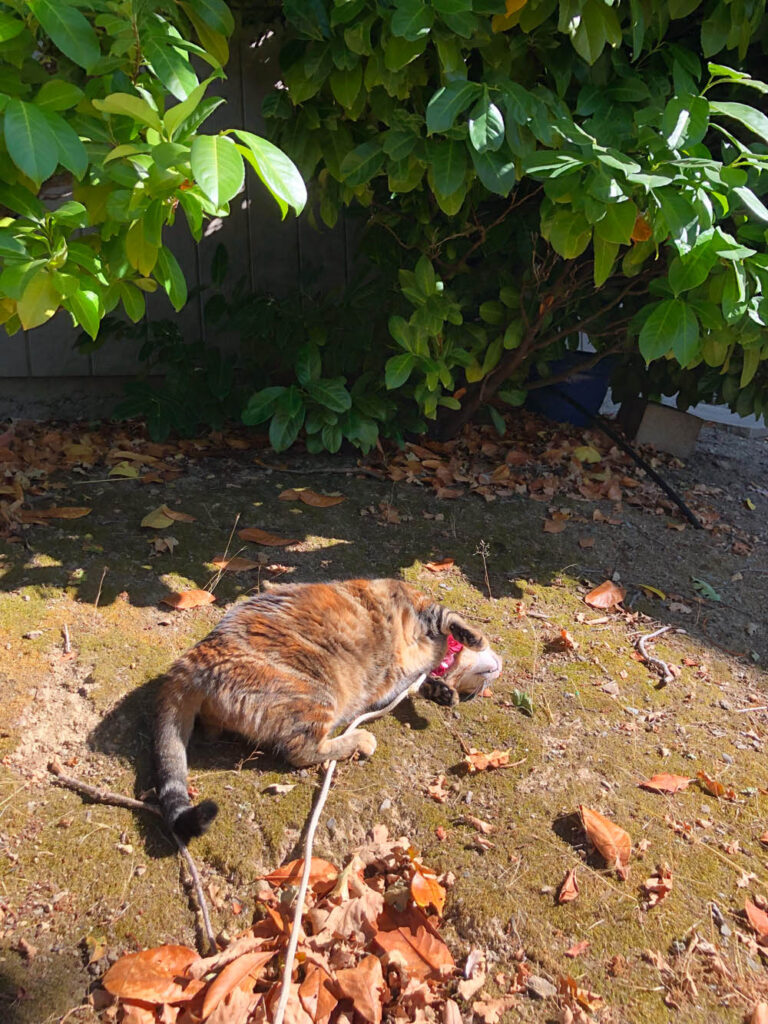 Domingos com Tabs the Cat, Makeup and Beauty Blog Mascot, vol. 870
