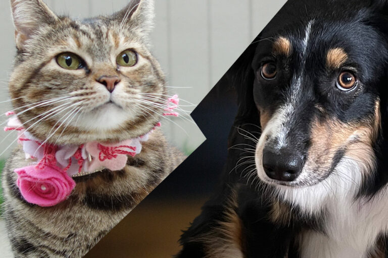 Selecione aos domingos com as guias o gato, maquiagem e beleza Mascot, vol. 868