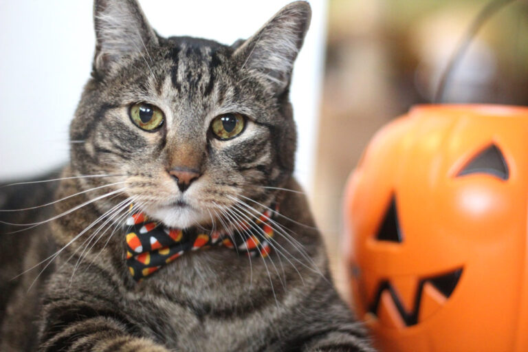 Domingos Com Guias o Gato, Mascote do Blog de Maquiagem e Beleza, Vol. 876