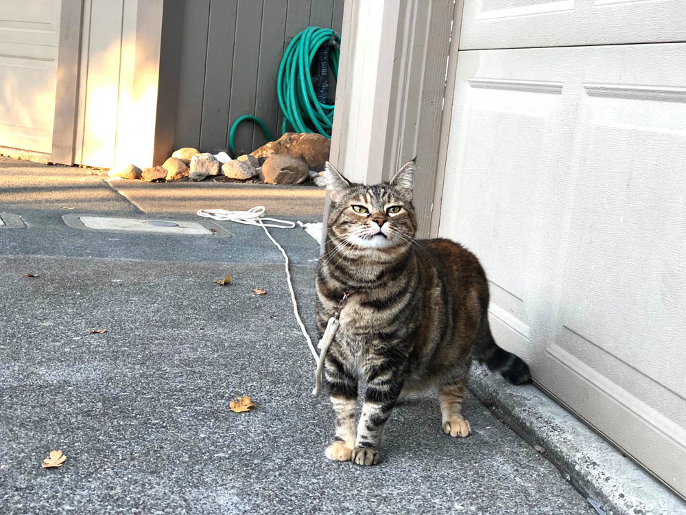 Domingos Com Guias o Gato, Mascote do Blog de Maquiagem e Beleza, Vol. 875