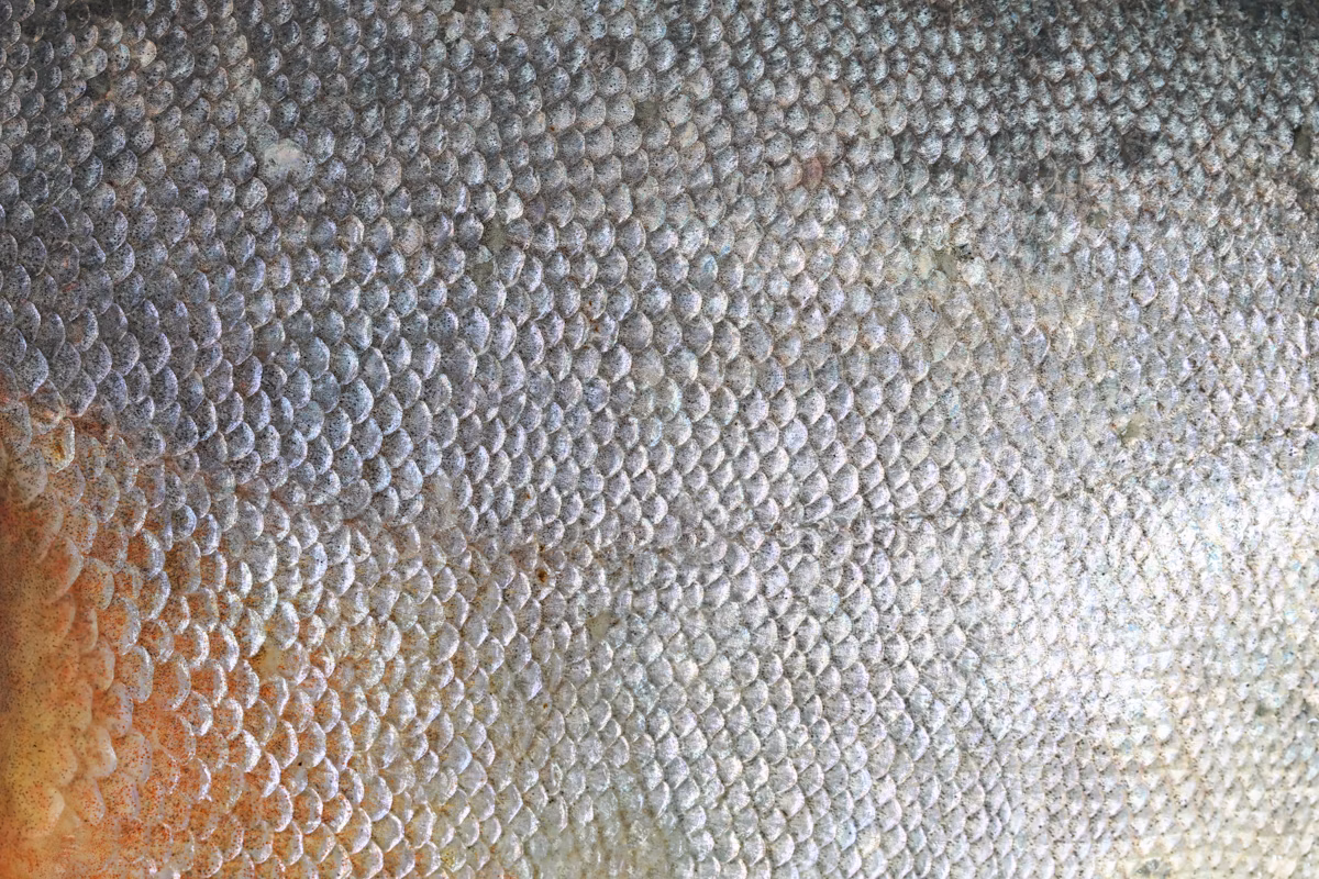 O colágeno de peixe vai além do esperma: nova solução para tratamento de feridas na Medica 2025